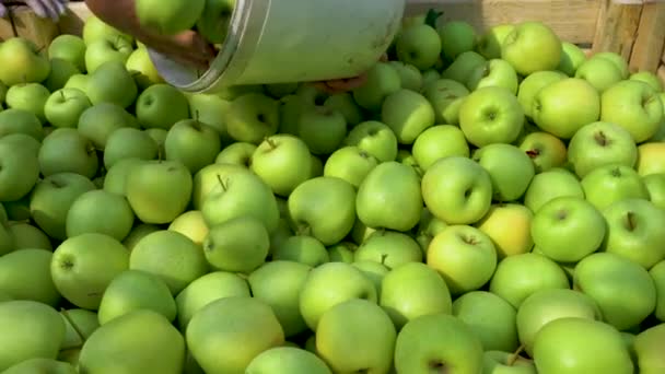 Junge Frau Wählt Einem Supermarkt Äpfel Aus Die Vom Biohof — Stockvideo