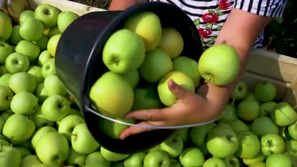 Ung Kvinna Väljer Äpplen Stormarknad Plockade Från Ekologisk Gård Slowmotion — Stockvideo