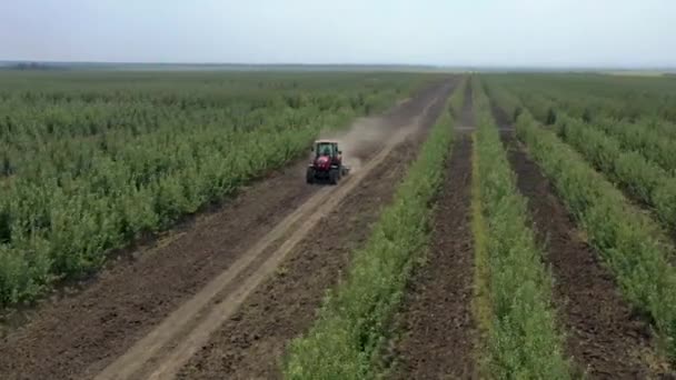 Pohled Shora Dva Traktory Projíždějící Jablečnými Sadovými Uličkami Stromů — Stock video