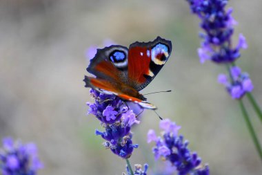 Kelebek lavantanın üstüne oturur.