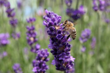 Arı lavantanın üzerinde oturuyor..