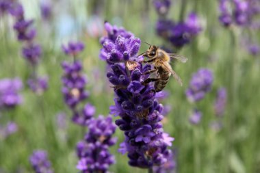 Arı lavantanın üzerinde oturuyor..