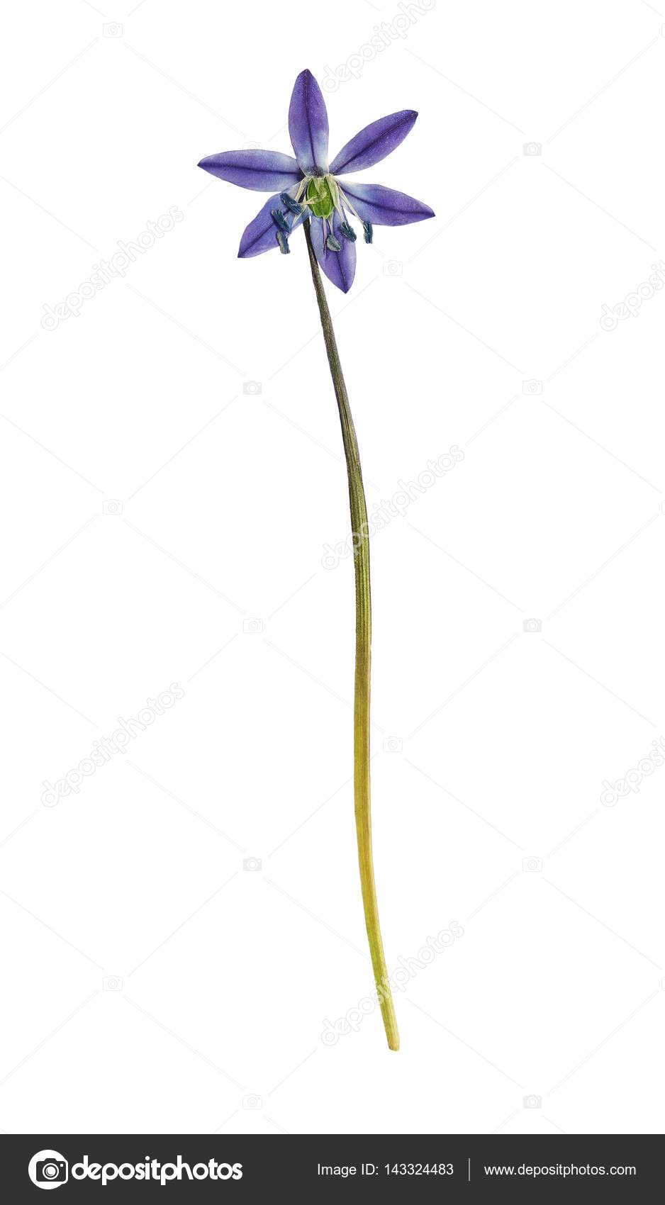 按下和干花风铃草 分离 图库照片 C Svrid79 按下和干花风铃草 分离 图库照片 C Svrid79