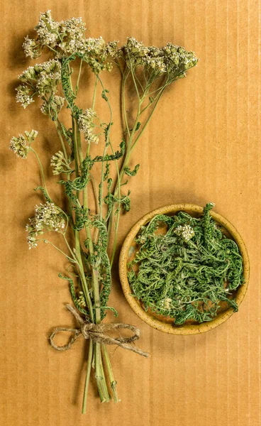Yarrow. Dried herbs. Herbal medicine, phytotherapy medicinal her
