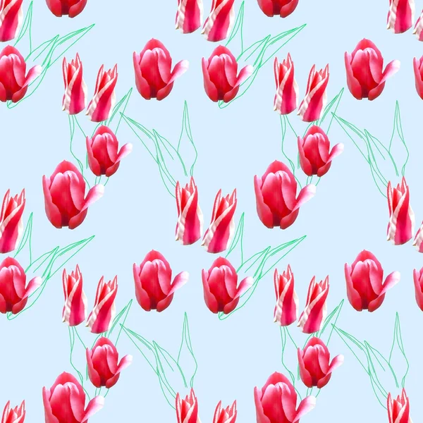 Tulip. Seamless pattern texture of flowers. Floral background, p