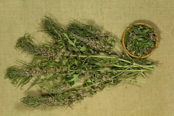 Motherwort. Dry herbs. Herbal medicine, phytotherapy medicinal h