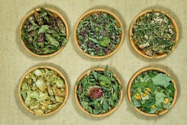 Set of healing herbs.