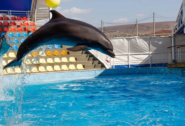 The dolphin, playing in the pool, jumps high out of the water.