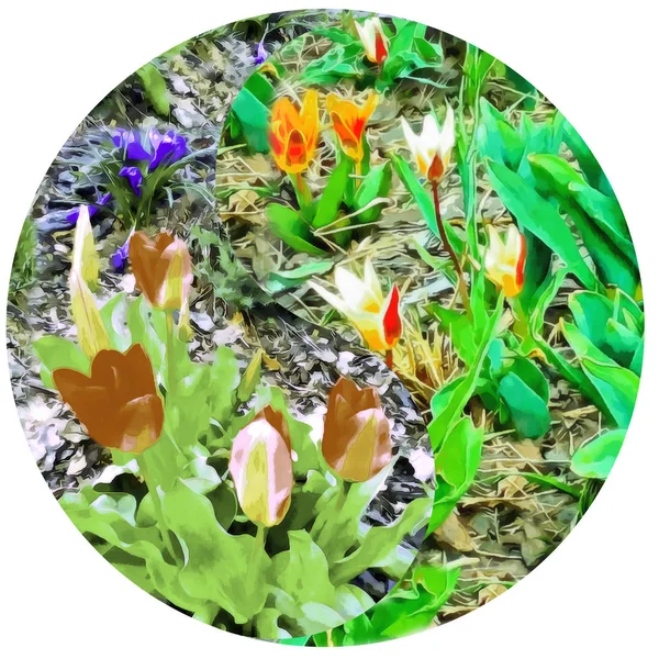 Floral symbol Yin-Yang. Flower bed of tulips watercolor. Pattern
