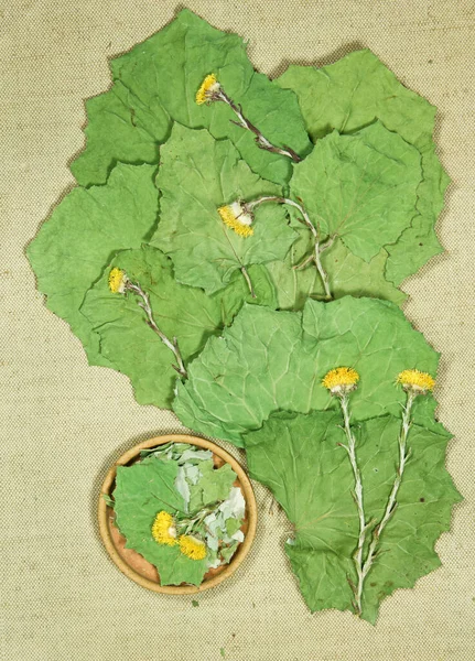 Coltsfoot, foalfoot. Dry herbs for use in alternative medicine, phytotherapy, spa or herbal cosmetics. Preparing infusions, decoctions or tinctures. For powders, ointments, oil or tea, bath
