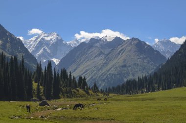Kırgızistan dağlarında güneşli bir çayırda vahşi atlar.