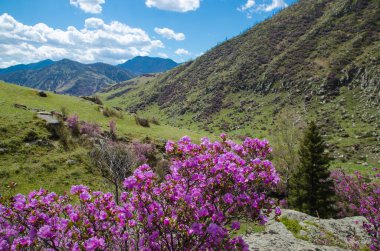 Çiçekli çıngıraklı yılanbalığı gökyüzü arka planında kapanıyor. Batı Sibirya 'nın Pembe Bahar çiçekleri. Altai Dağları. Maralnik, Ledum.