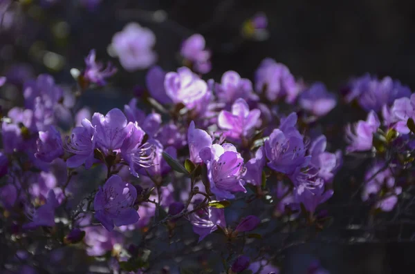 Floraison Rhododendronledebour Gros Plan Sur Fond Ciel Fleurs Roses Printemps — Photo