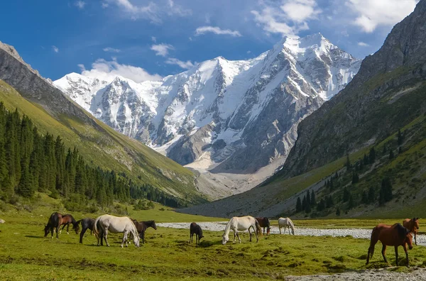 Άγρια Άλογα Ένα Ηλιόλουστο Λιβάδι Στα Βουνά Του Κιργιστάν — Φωτογραφία Αρχείου