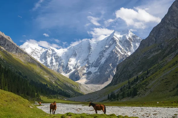 Άγρια Άλογα Ένα Ηλιόλουστο Λιβάδι Στα Βουνά Του Κιργιστάν — Φωτογραφία Αρχείου