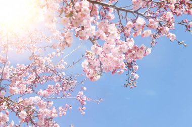 Kirschblten im Frhling