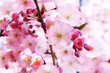 Kirschblten im Frhling