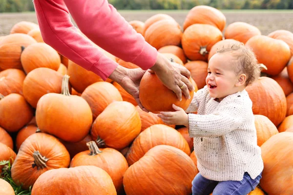 Boy picking pumpkins - Autumn