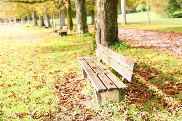 Bir parkta bir sonbahar gündoğumu sırasında boş tezgah