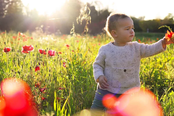 Küçük çocuk kırmızı haşhaş bir alanda toplama