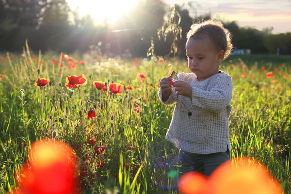 Kırmızı haşhaş çiçek alanında kelebek ile oynarken küçük çocuk
