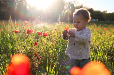 Küçük çocuk kırmızı haşhaş bir alanda toplama
