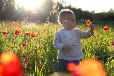 Küçük çocuk kırmızı haşhaş bir alanda toplama