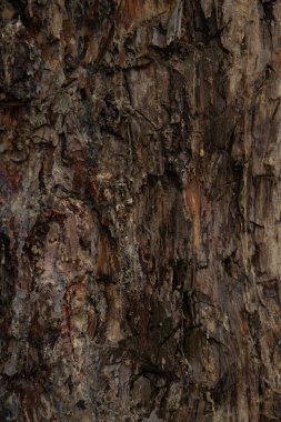 Ağaç kabuğu dokusu yakın plan