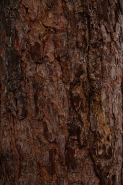 Parlak kahverengi çam kabuğunun dokusu