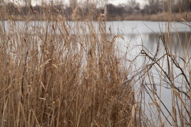 Arka planda orman ve göl var.