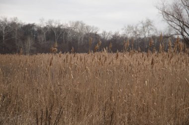 Ukrayna 'da arka planda ormanla göldeki uzun çimenler