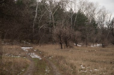 Ağaçların arkasındaki ormanda kısmen karlı bir yol.