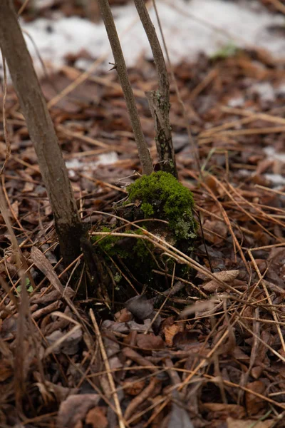 Moos Der Wurzel Eines Baumes Umgeben Von Trockenen Blättern Wald — Stockfoto