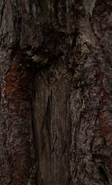 Corteza Gris Textura Del Árbol — Foto de Stock