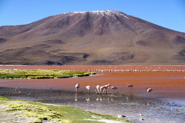 Blick Vom Seeufer Der Laguna Colorada Bolivien — Stockfoto