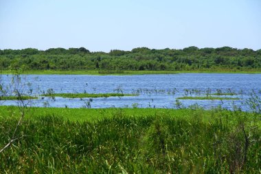 Arjantin Bunoes Aires 'teki Costanera Sur Ekolojik Rezervinden bir manzara