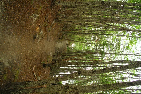 乌斯怀亚公路森林美景 — 图库照片