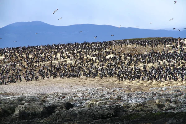 Imperial Skarv Fågelön Beagle Channel Ushuaia Argentina — Stockfoto