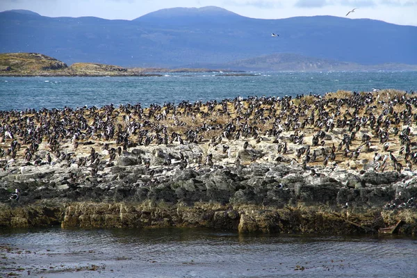 Cormoranes Imperiales Isla Bird Canal Beagle Ushuaia Argentina — Foto de Stock