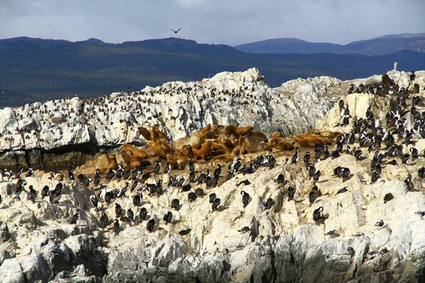 Cormoranes Imperiales Isla Bird Canal Beagle Ushuaia Argentina — Foto de Stock