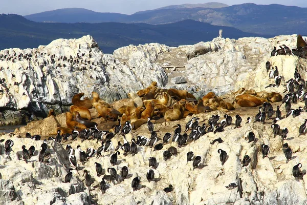 Imperial Skarv Fågelön Beagle Channel Ushuaia Argentina — Stockfoto