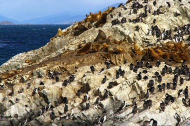 Kuş adasında imparatorluk karabatakları, Beagle Kanalı, Ushuaia, Arjantin.