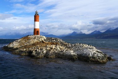 Kuş adasında imparatorluk karabatakları, Beagle Kanalı, Ushuaia, Arjantin.