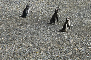 Kuş adasında imparatorluk karabatakları, Beagle Kanalı, Ushuaia, Arjantin.