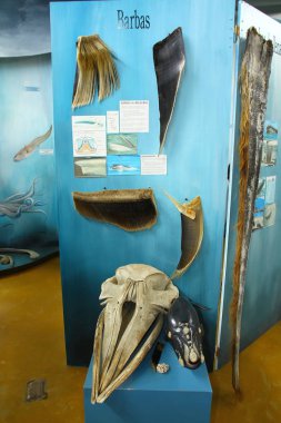 Ushuaia, Arjantin - 30 Ocak 2019. Deniz memelilerinin, kuşların ve yerel türlerin yaşamlarını öğrenebileceğiniz Acatushun Müzesi 'nden bir iç görünüm..