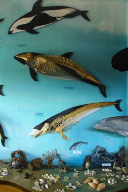 Ushuaia, Arjantin - 30 Ocak 2019. Deniz memelilerinin, kuşların ve yerel türlerin yaşamlarını öğrenebileceğiniz Acatushun Müzesi 'nden bir iç görünüm..