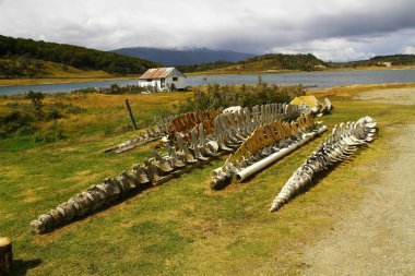 USHUAIA, ARGENTINA - 30 January 2019. Huge skeletons of marine mammals are displayed in the garden of Acatushun Museum. clipart