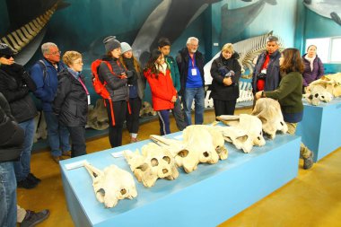 Ushuaia, Arjantin - 30 Ocak 2019. Deniz memelilerinin, kuşların ve yerel türlerin yaşamlarını öğrenebileceğiniz Acatushun Müzesi 'nden bir iç görünüm..