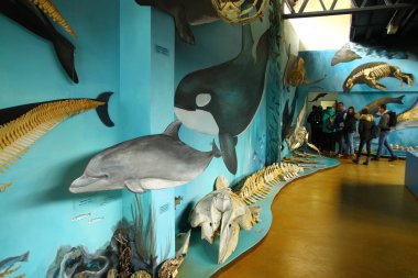 Ushuaia, Arjantin - 30 Ocak 2019. Deniz memelilerinin, kuşların ve yerel türlerin yaşamlarını öğrenebileceğiniz Acatushun Müzesi 'nden bir iç görünüm..