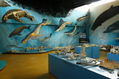 USHUAIA, ARGENTINA - 30 January 2019. An interior view from Acatushun Museum where you can learn about life of marine mammals, birds and local species. clipart